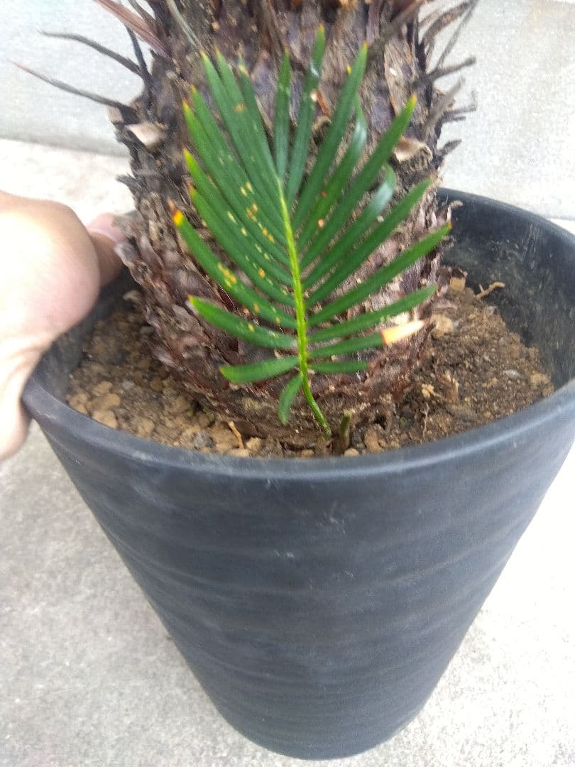 ひろこsan　金環ソテツ ７号鉢つき　特別個体❗子株2株つき❗　③