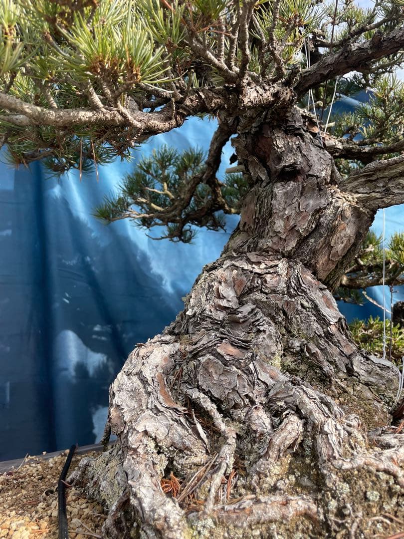 upyh0ccmpri31hhvmd08  【五葉松】盆栽※引き取り限定！