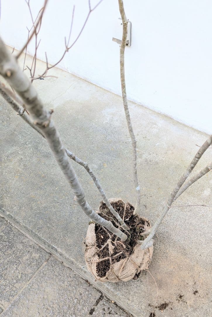 新春特価。山採りドウダンツツジ。