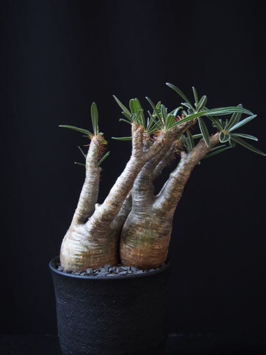 2頭グラキリス　発根済み