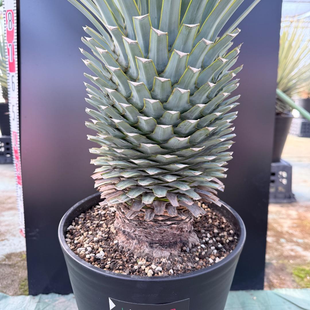 【AL1171】ユッカ　リギダ