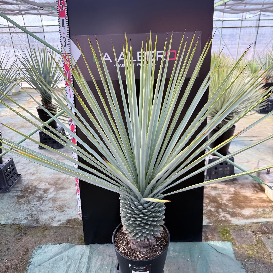 【AL1171】ユッカ　リギダ