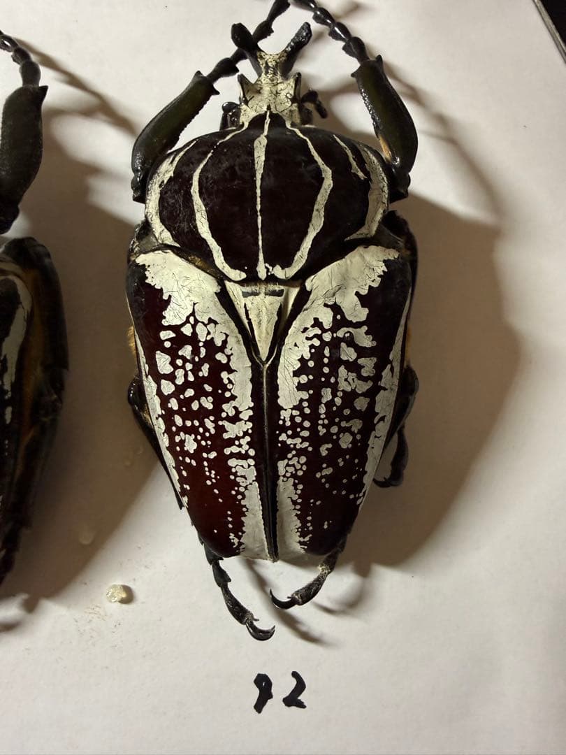 n*s様 カメルーン　ゴライアスオオツノハナムグリ　4頭　B品含みます