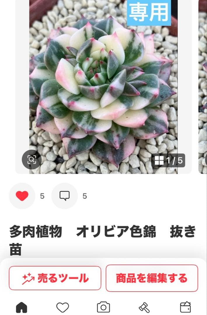 専用　多肉植物　高級種❦原始ロンギシマ錦　抜き苗&オリビア色錦