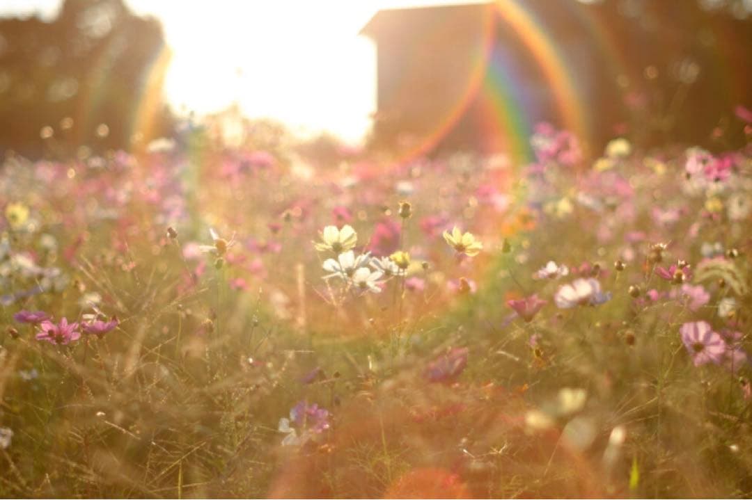 【美品】Super Takumar 55mm f1.8 前期型　m42マウント