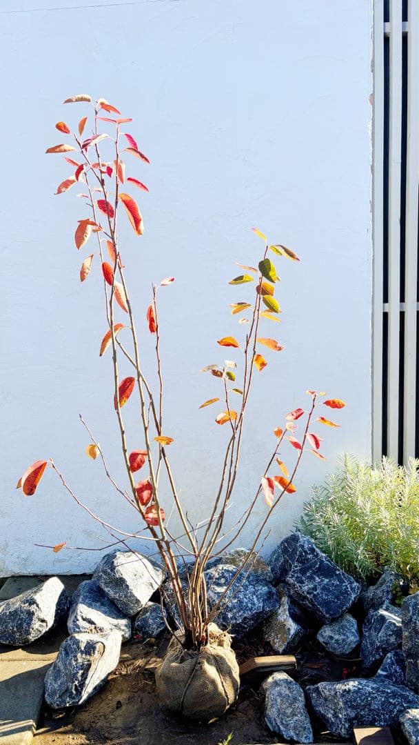 逸品 ジューンベリー株立ち1.4M(鉢底から)品番⑵