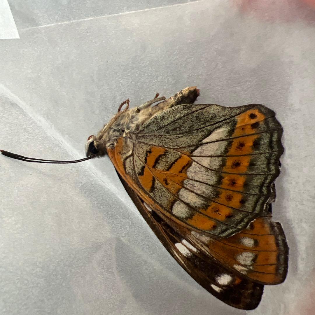 オオイチモンジ　モンゴル産10頭セット売り