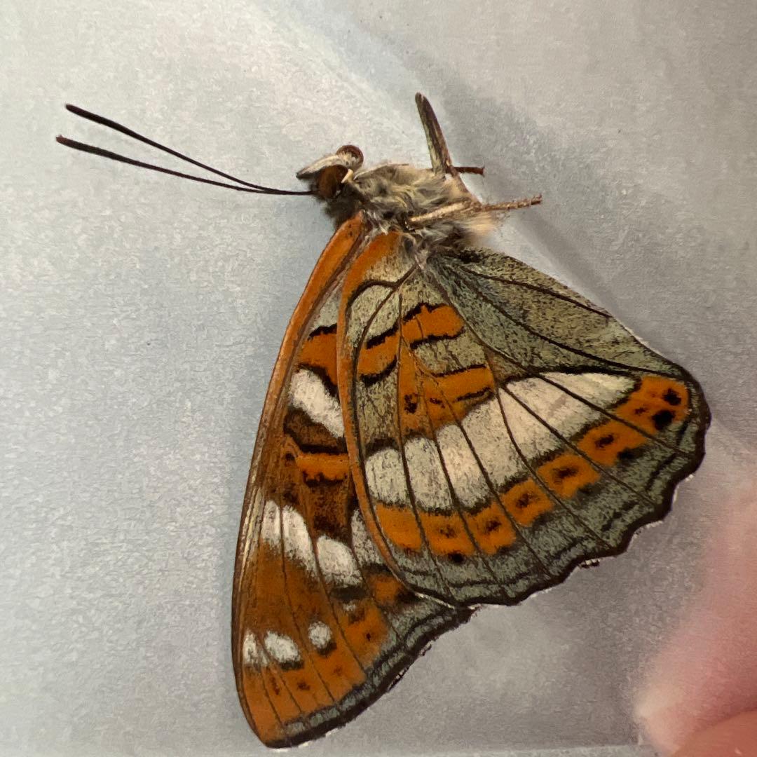 オオイチモンジ　モンゴル産10頭セット売り