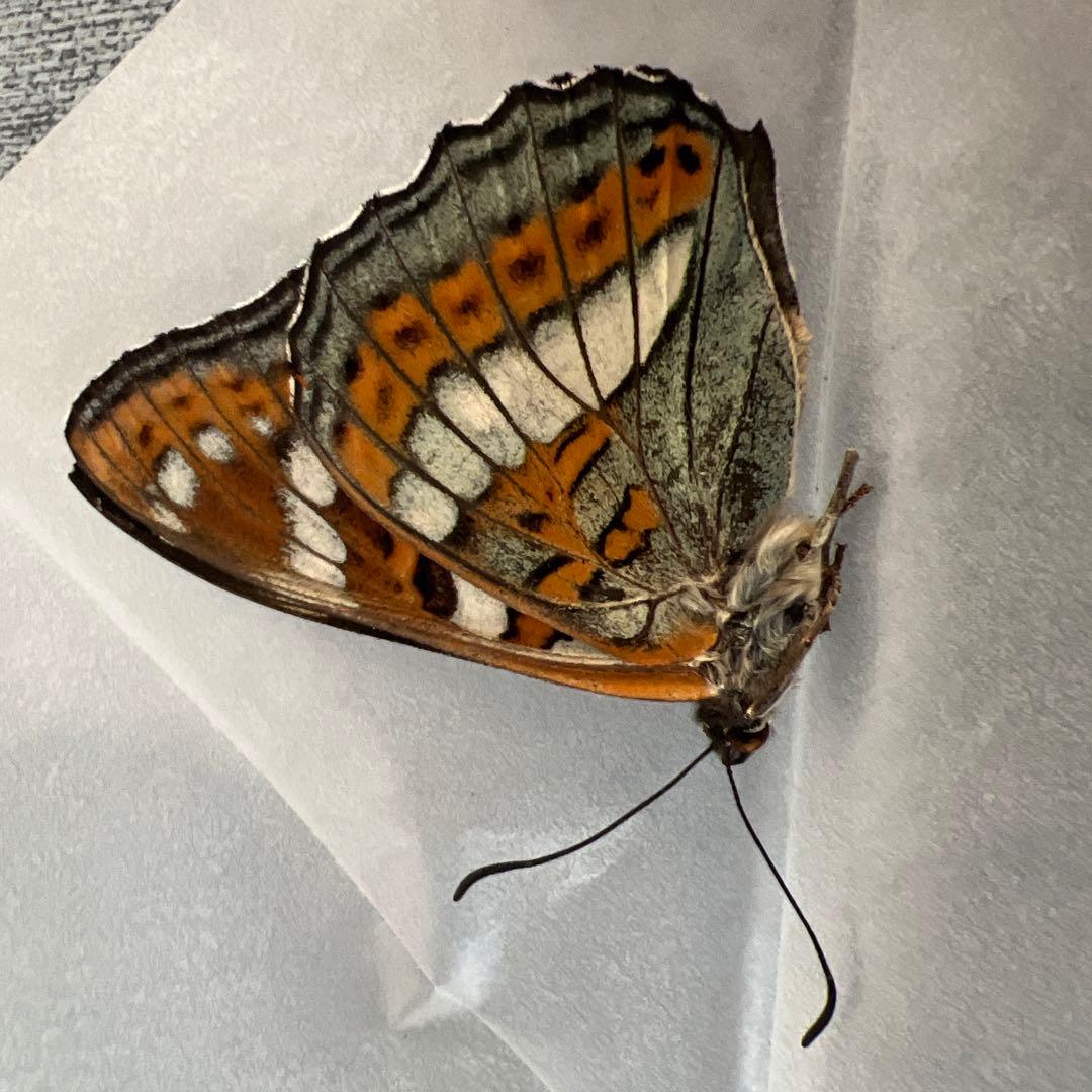 オオイチモンジ　モンゴル産10頭セット売り