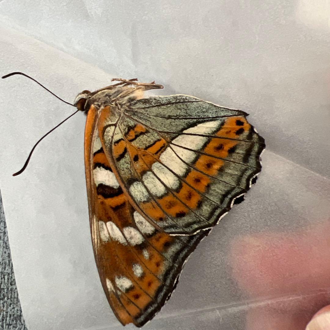 オオイチモンジ　モンゴル産10頭セット売り