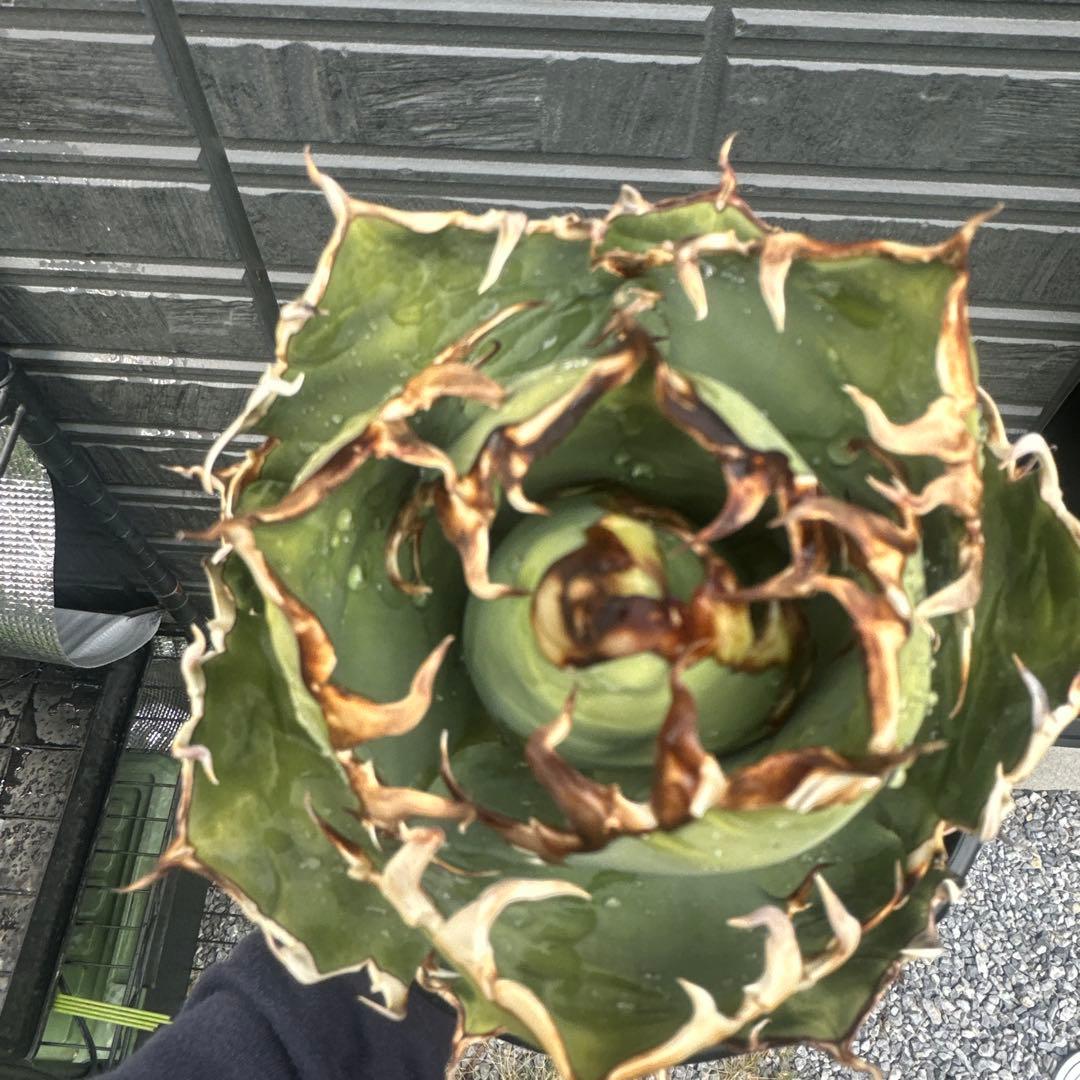 Lize 産　アガベ　シーザー