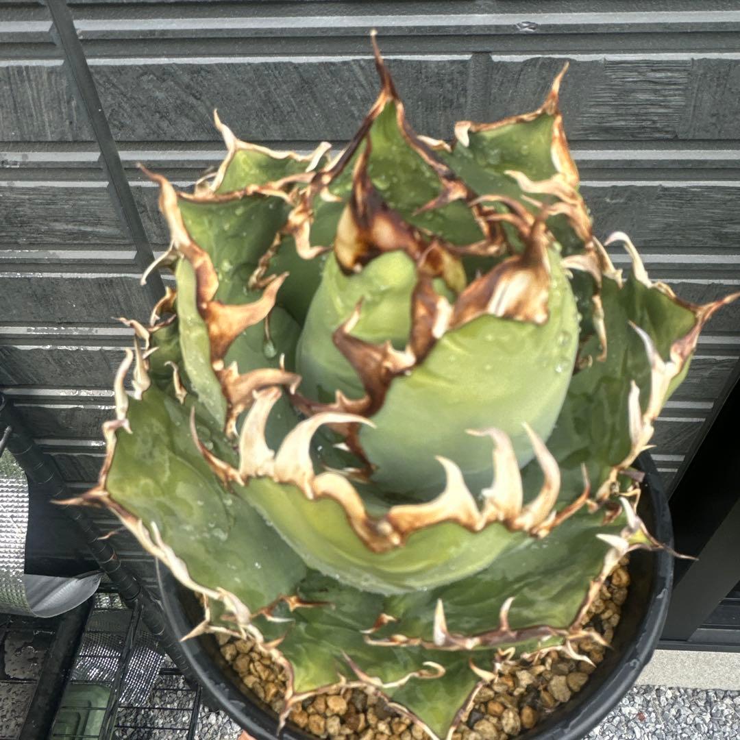 Lize 産　アガベ　シーザー