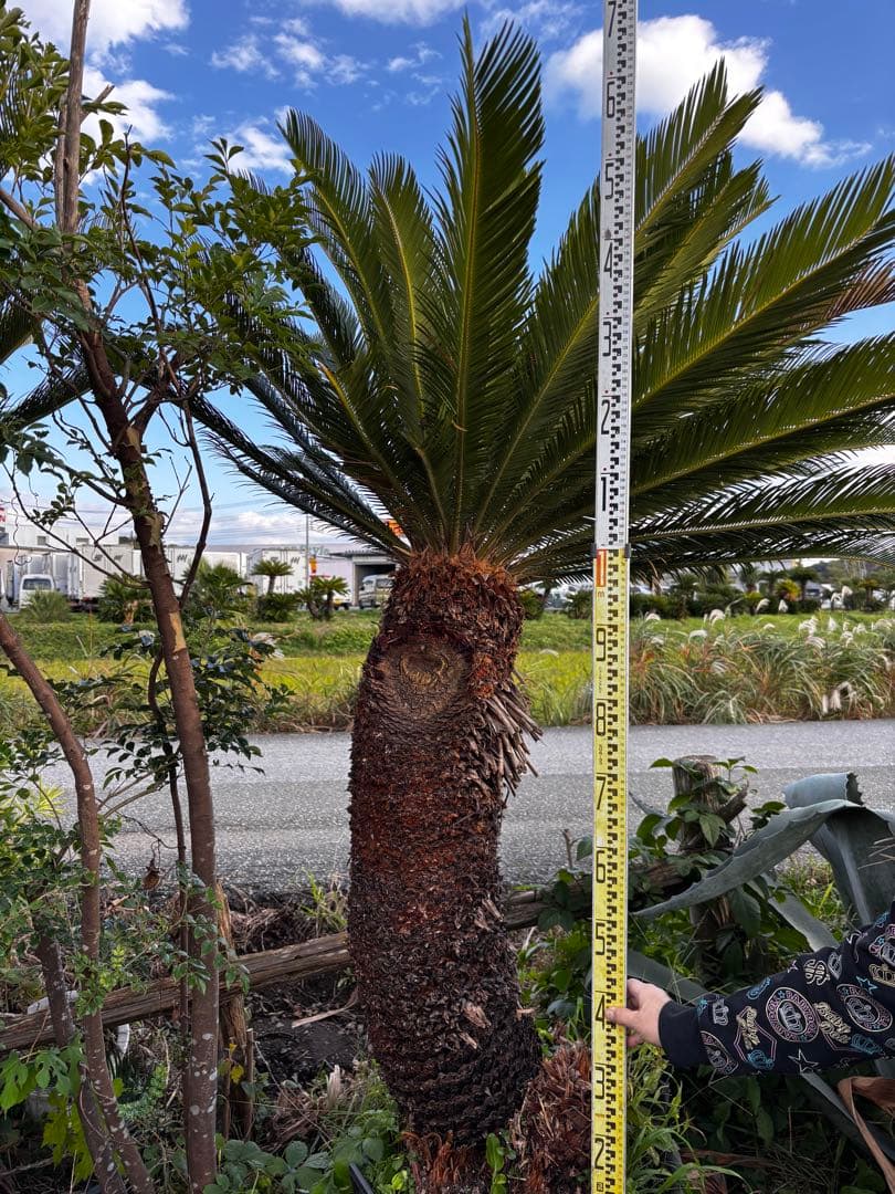 【現地引き取り限定】ソテツ 幹曲がり株 希少デザイン樹形 現品販売