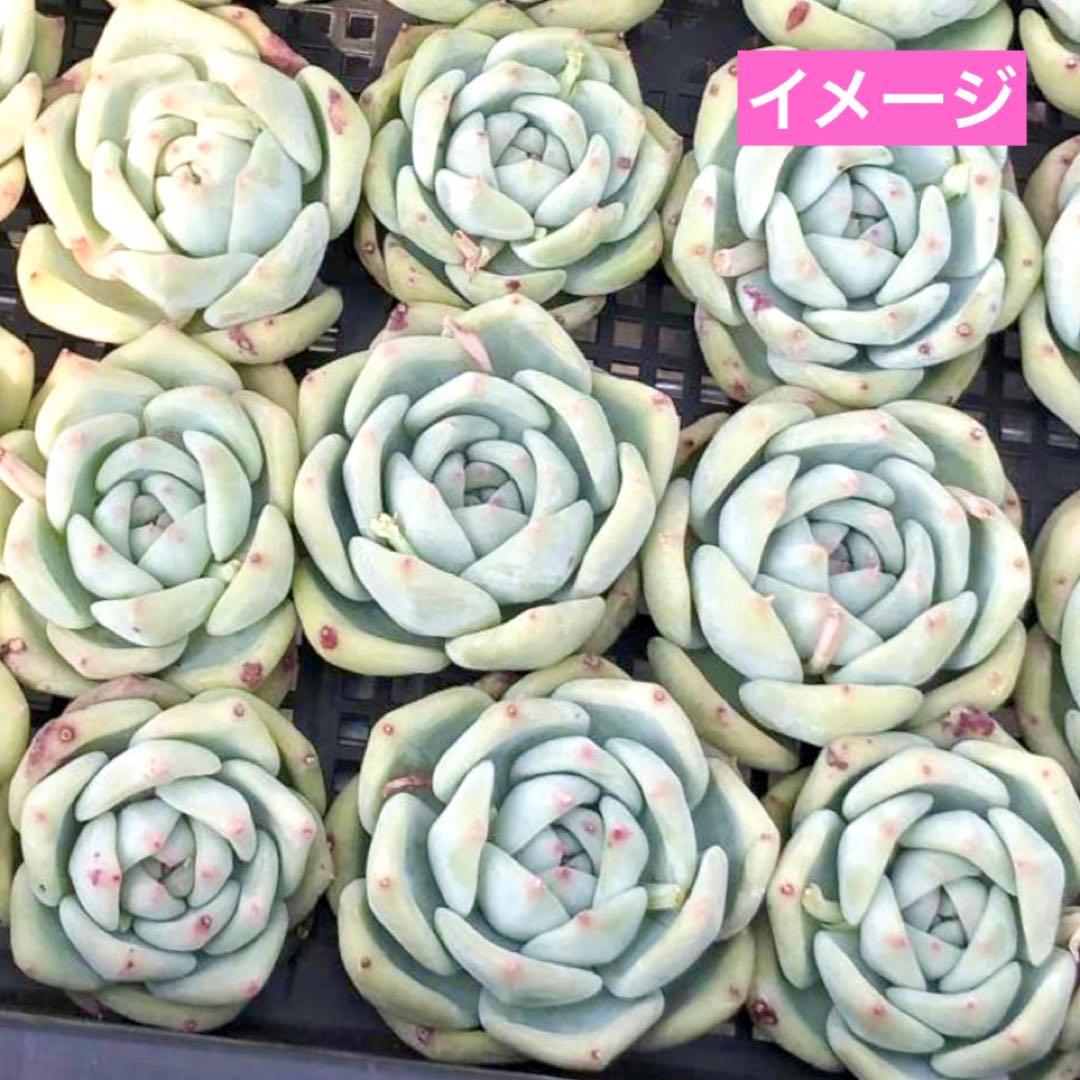 【サービス品@880】スターファッティー