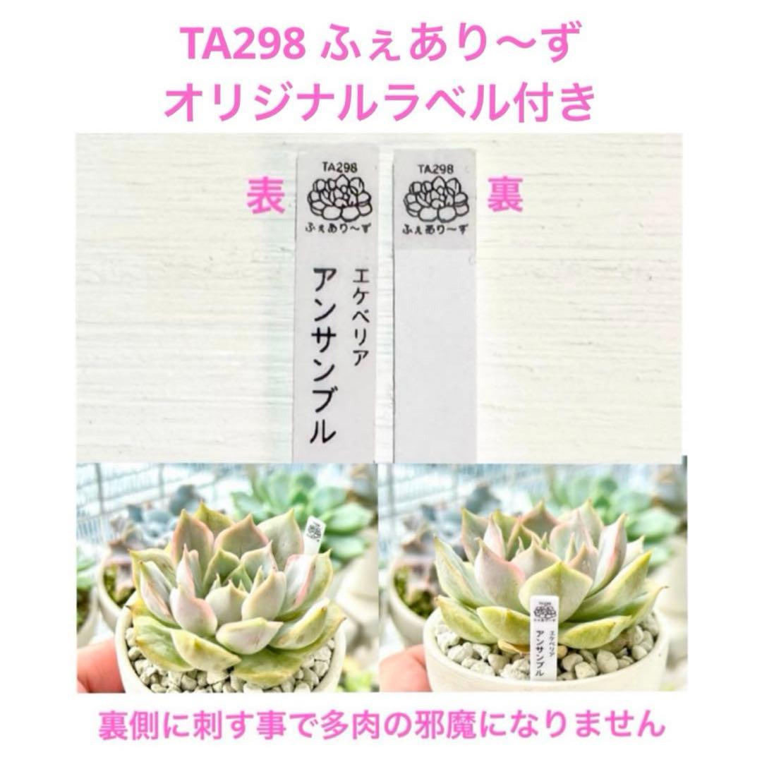 【サービス品@880】スターファッティー