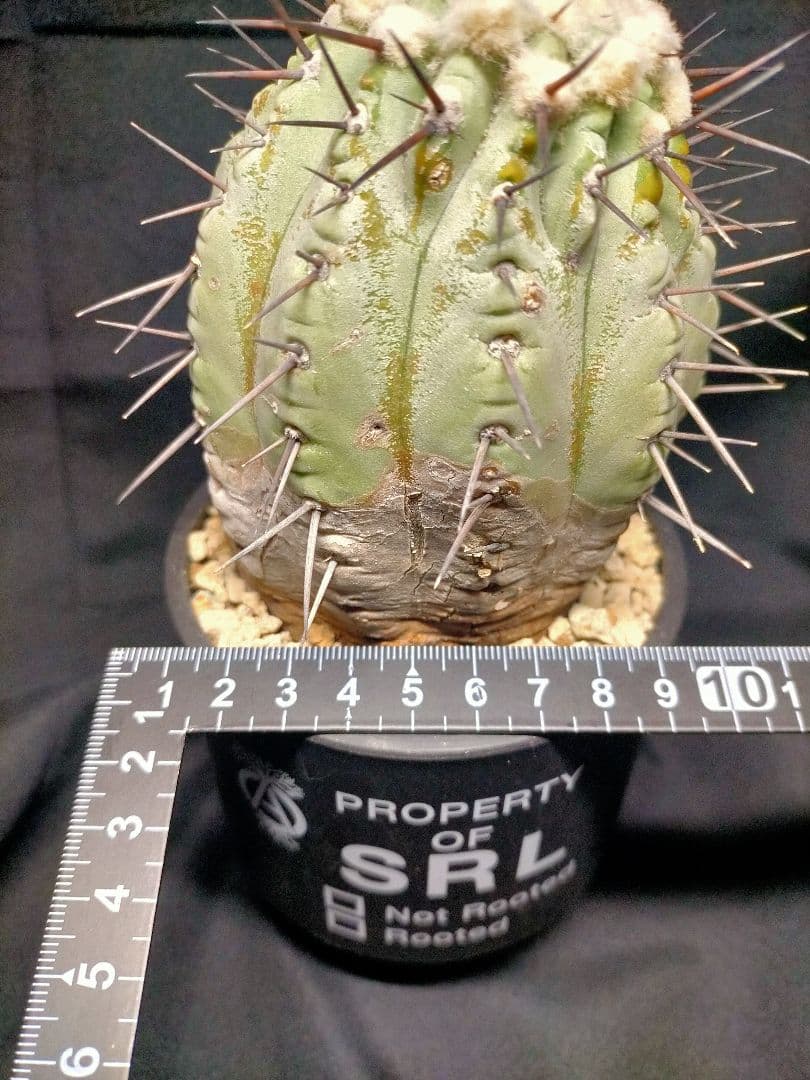 コピアポア シネレア 黒王丸 現地球 カキコ SRL鉢付 弧竜丸 コルムナアルバ