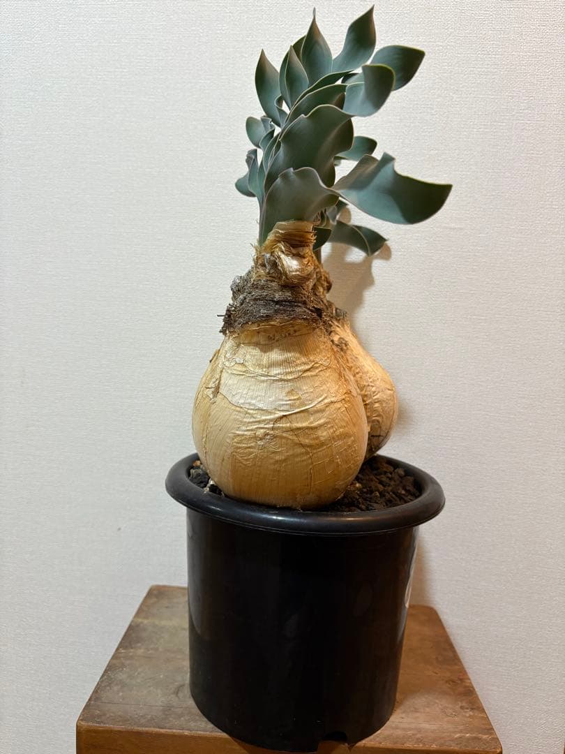 ブーファン　ハエマンソイデス　発根済み