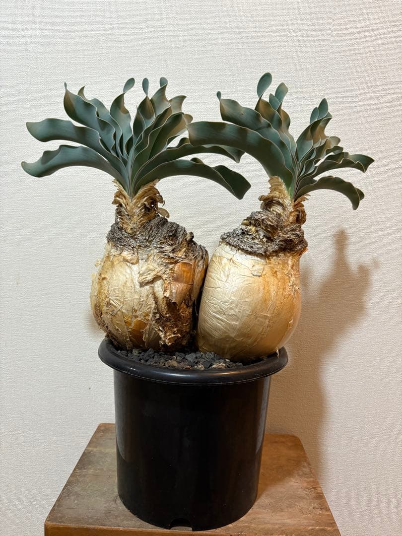 ブーファン　ハエマンソイデス　発根済み