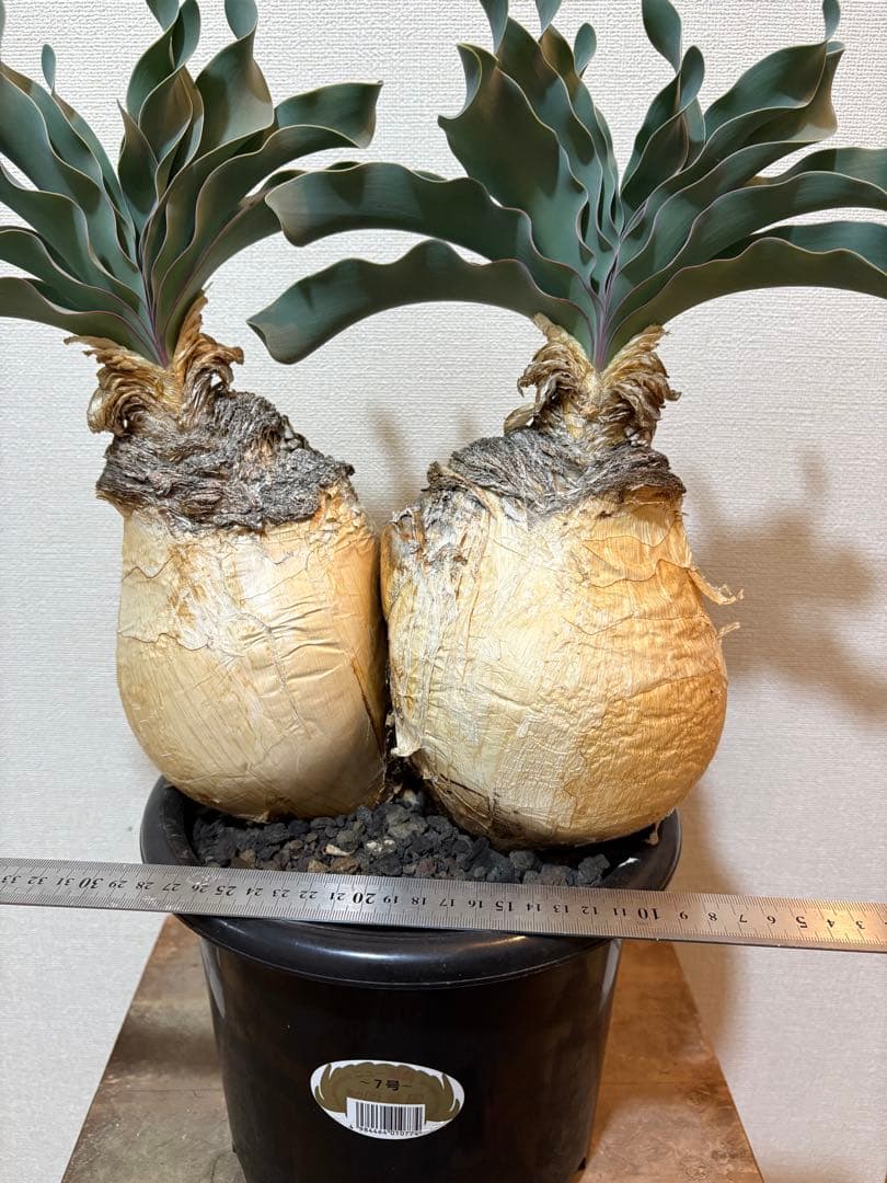 ブーファン　ハエマンソイデス　発根済み