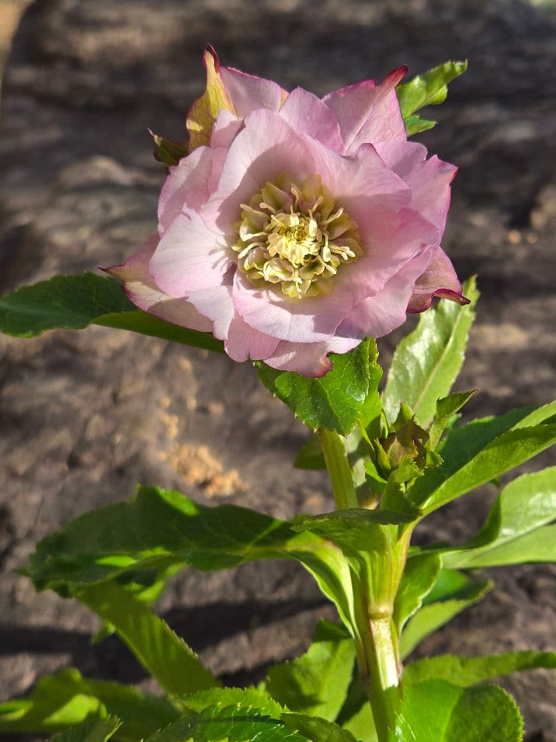 クリスマスローズ　シャルウィダンス　若泉ファーム　ヒデコート