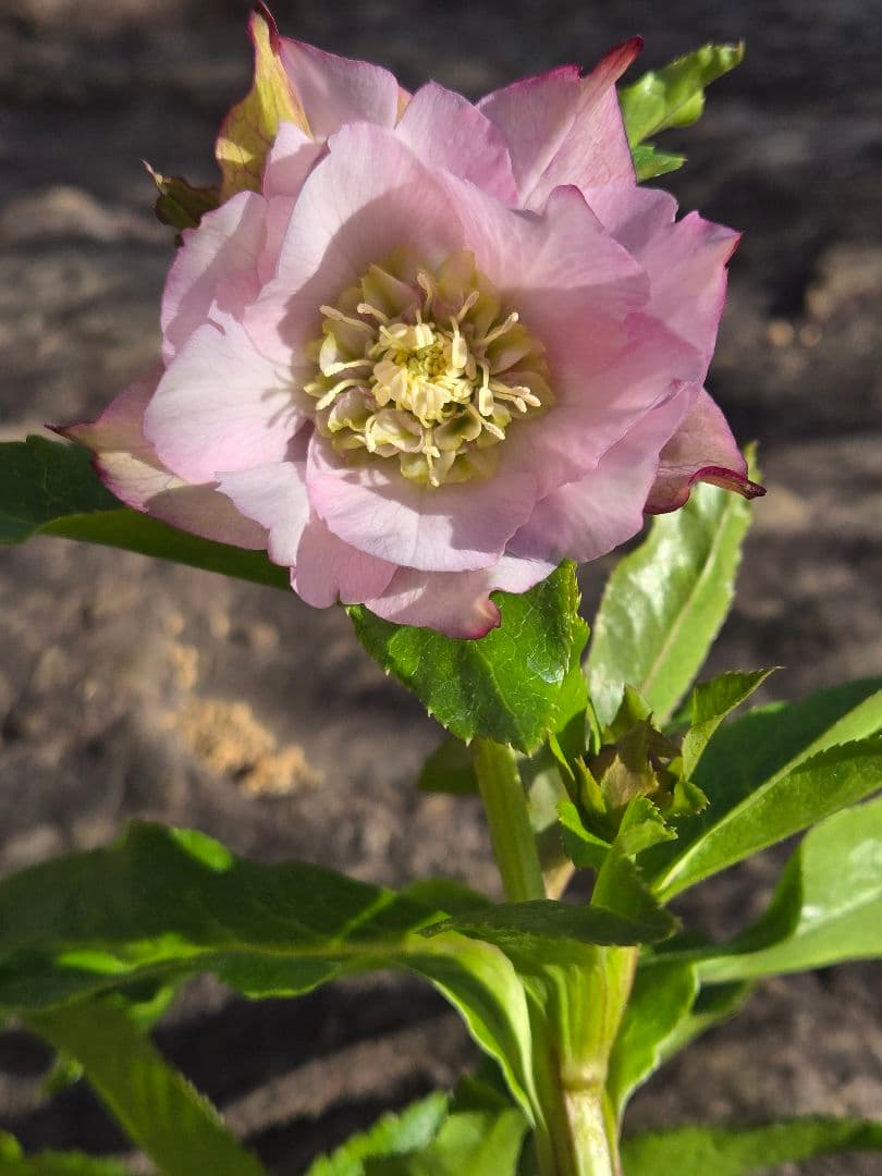 クリスマスローズ　シャルウィダンス　若泉ファーム　ヒデコート