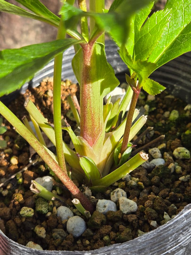 クリスマスローズ　シャルウィダンス　若泉ファーム　ヒデコート