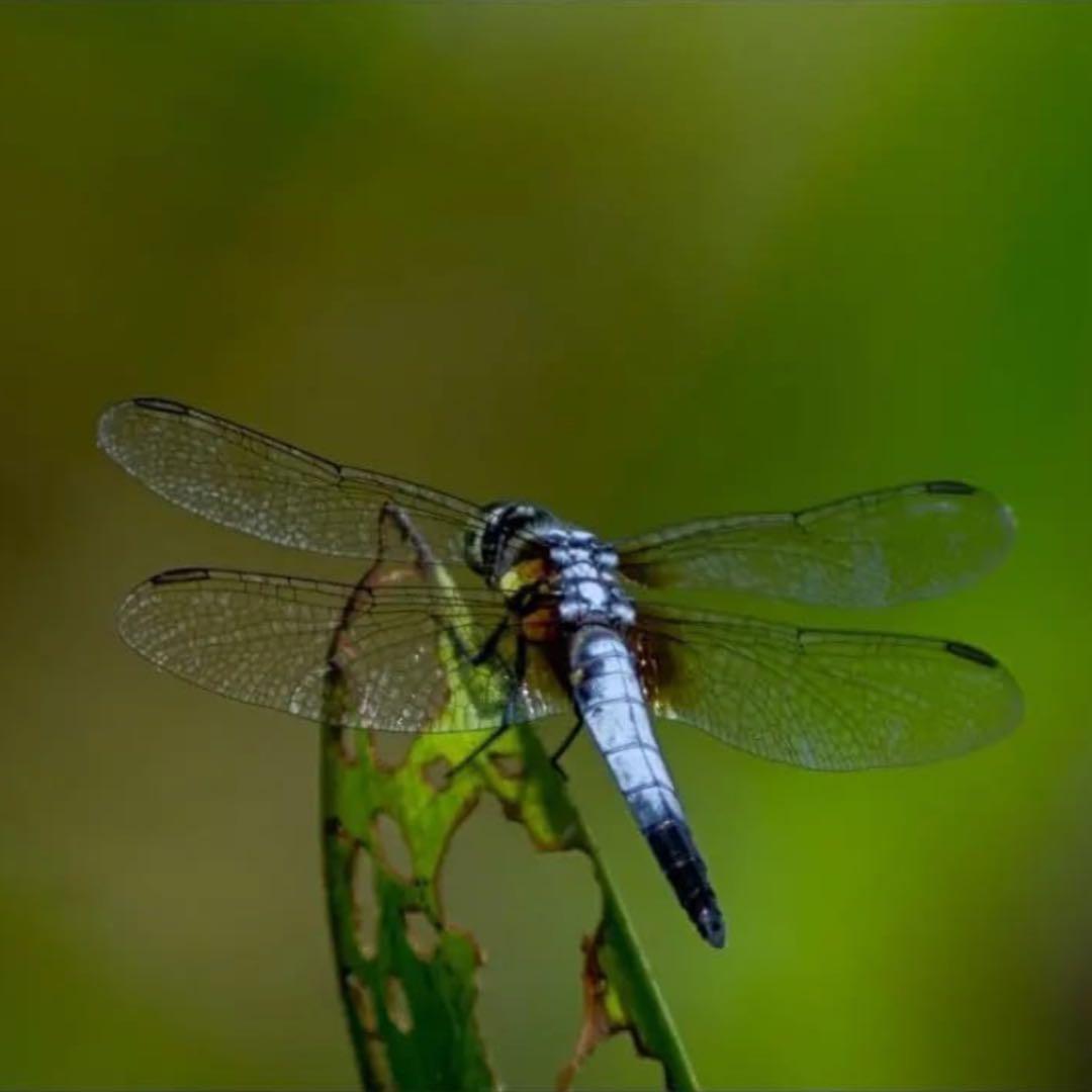 【Nikon Fマウント用】 420mm-800mm 超望遠