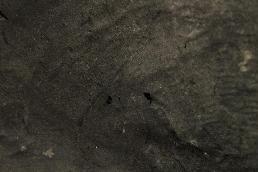 茶道具 唐物 竹網 籠 炭斗 手付 時代物(K-YC464)