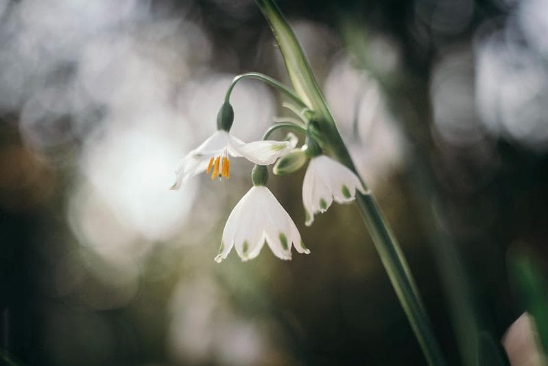 30【希少】Helios44 　美品　初期型ゼブラ　ヘリオス44　ぐるぐるボケ