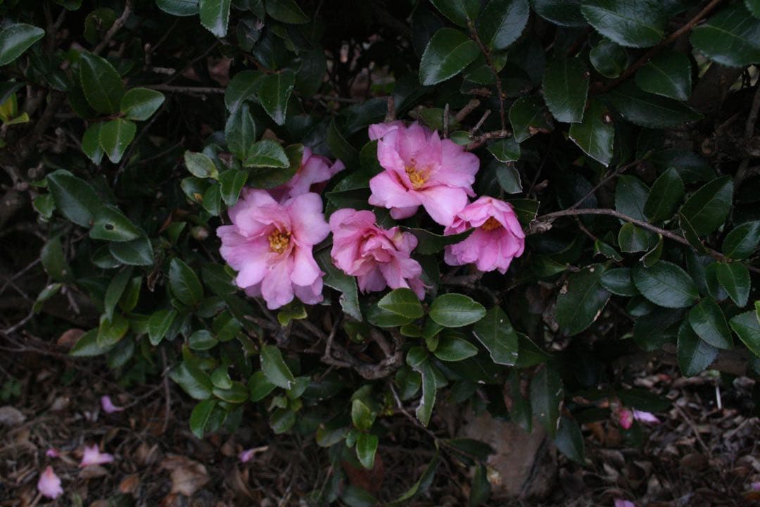 Canon EOS Kiss digital X デジタル一眼レフカメラ ケース