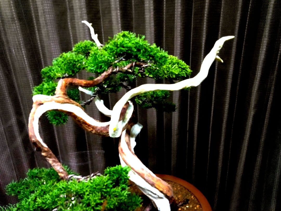 【中品　真柏盆栽】　　　　　 ⭕山木風に仕上げた一品❗