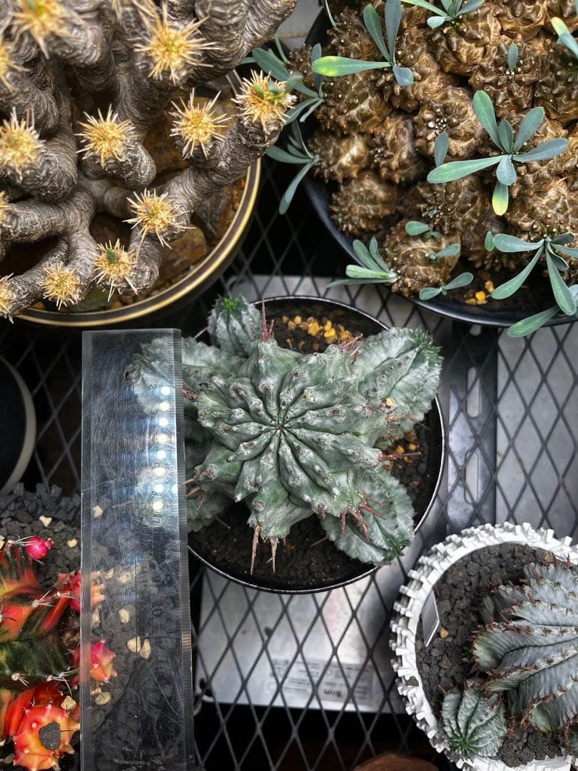 専用 ゲンコツホリダ 大株 親株 鉢付き