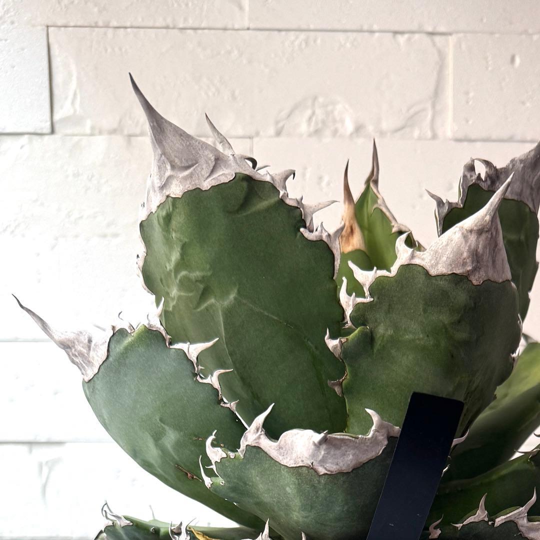 WF50 アガベ チタノタ ホワイトファイヤー 白火焔親株 ※鉢付き発送