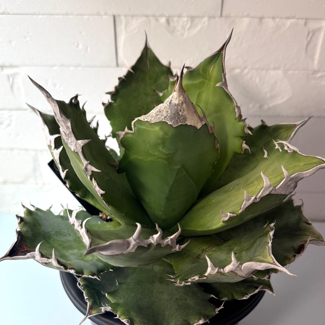 WF50 アガベ チタノタ ホワイトファイヤー 白火焔親株 ※鉢付き発送