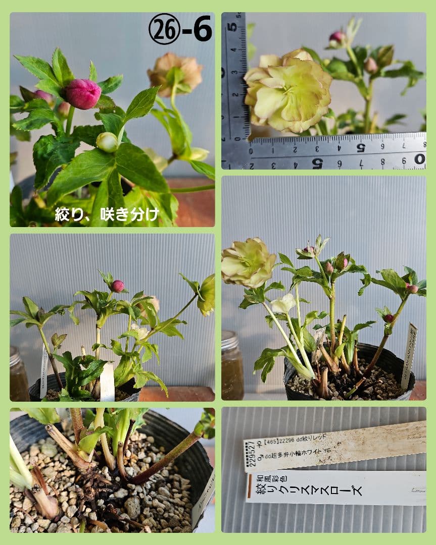 K.様ご購入苗㉖-2㉖-6クリスマスローズ