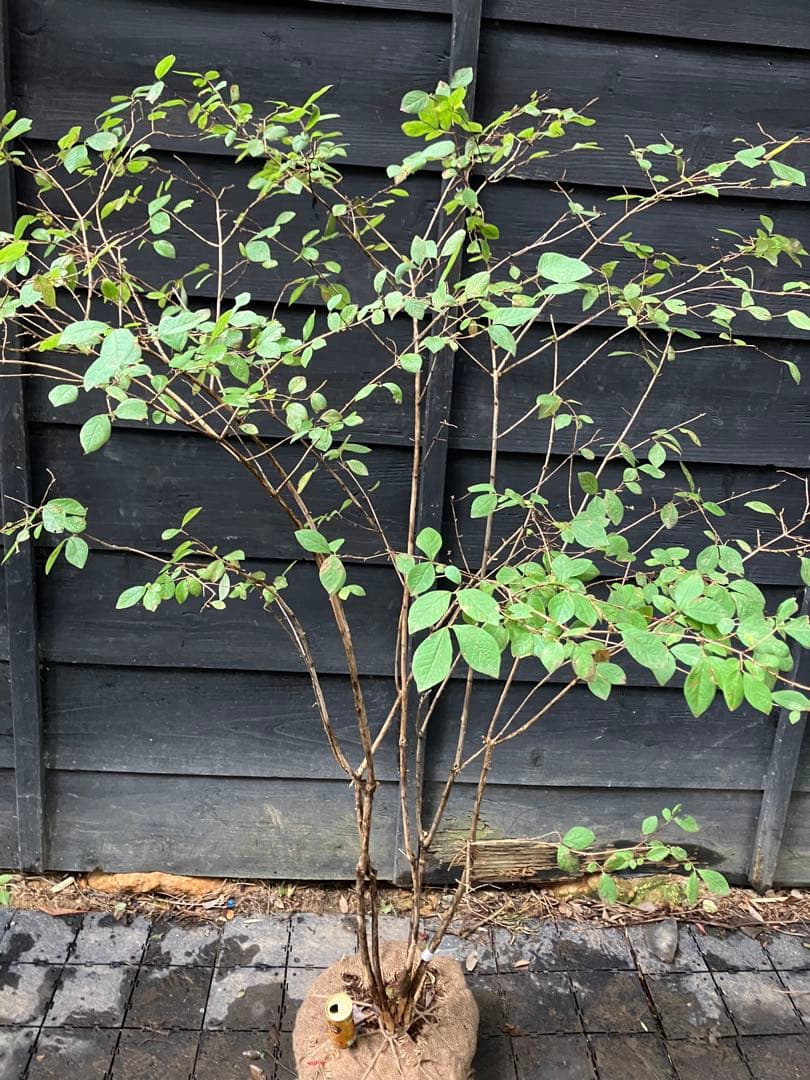 70 山採り　ウグイスカグラ