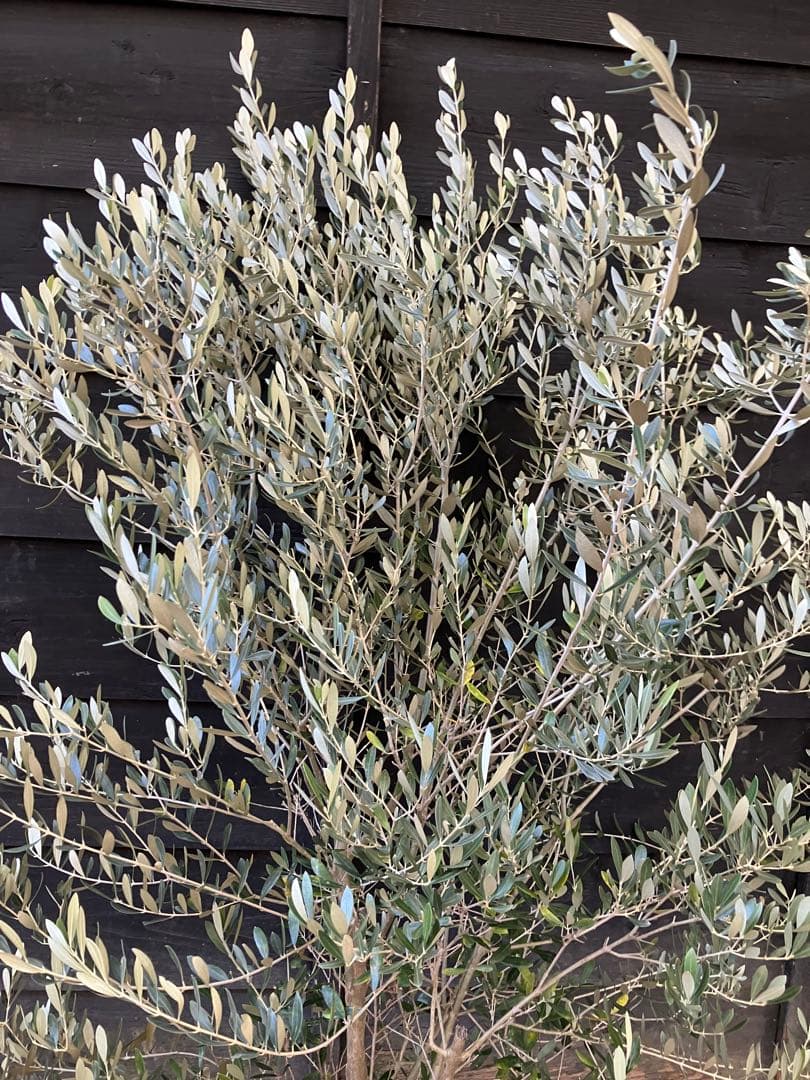 オリーブの木　ミッション