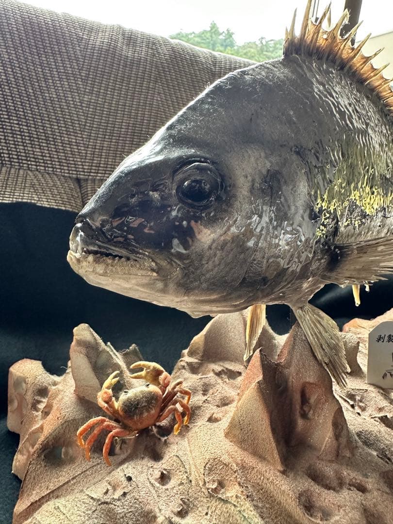 【激レア・適品】チヌ（黒鯛）剥製