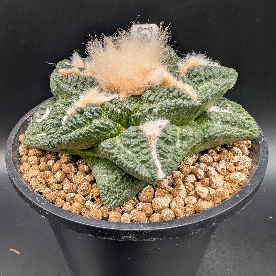 み*ん様 亀甲牡丹 国内実生 鉢植え メルカリ便送料込み