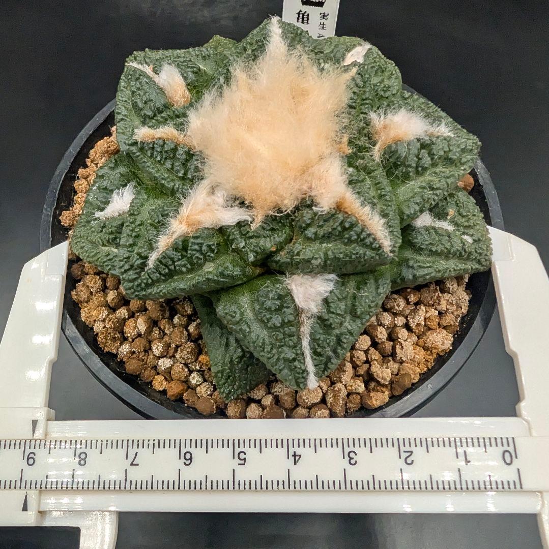 み*ん様 亀甲牡丹 国内実生 鉢植え メルカリ便送料込み