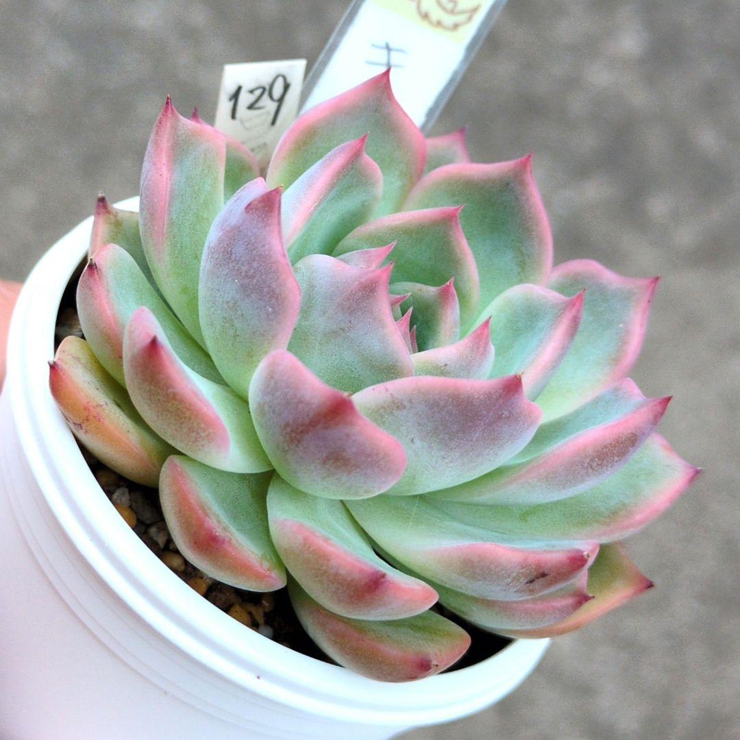 129. 多肉植物 キャラリアン 830円【抜き苗】