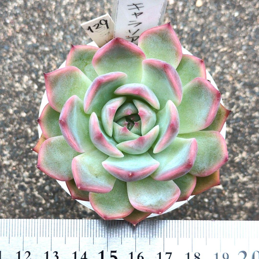 129. 多肉植物 キャラリアン 830円【抜き苗】