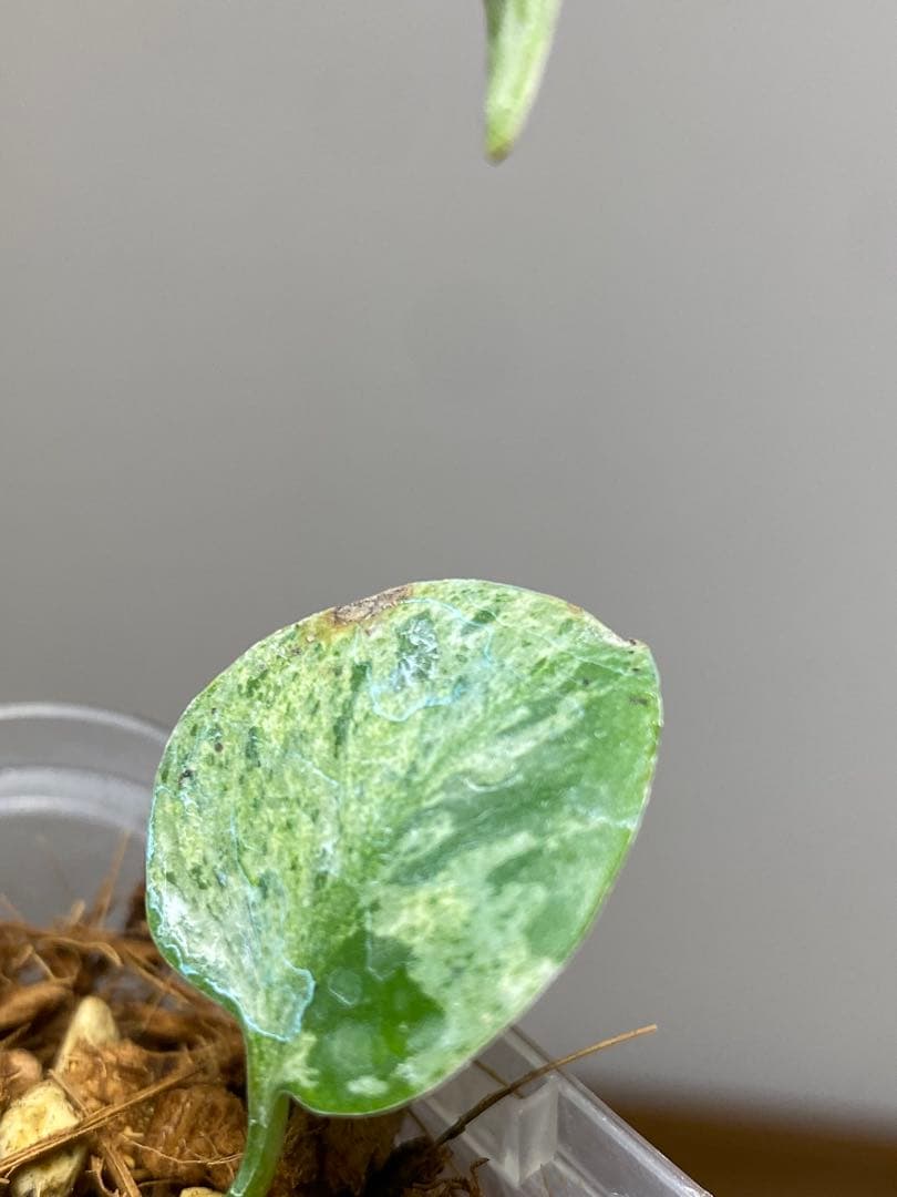 ご*ん様 【全葉斑入り‼️】モンステラ　デリシオーサ　バルバソー　フシギダネ/