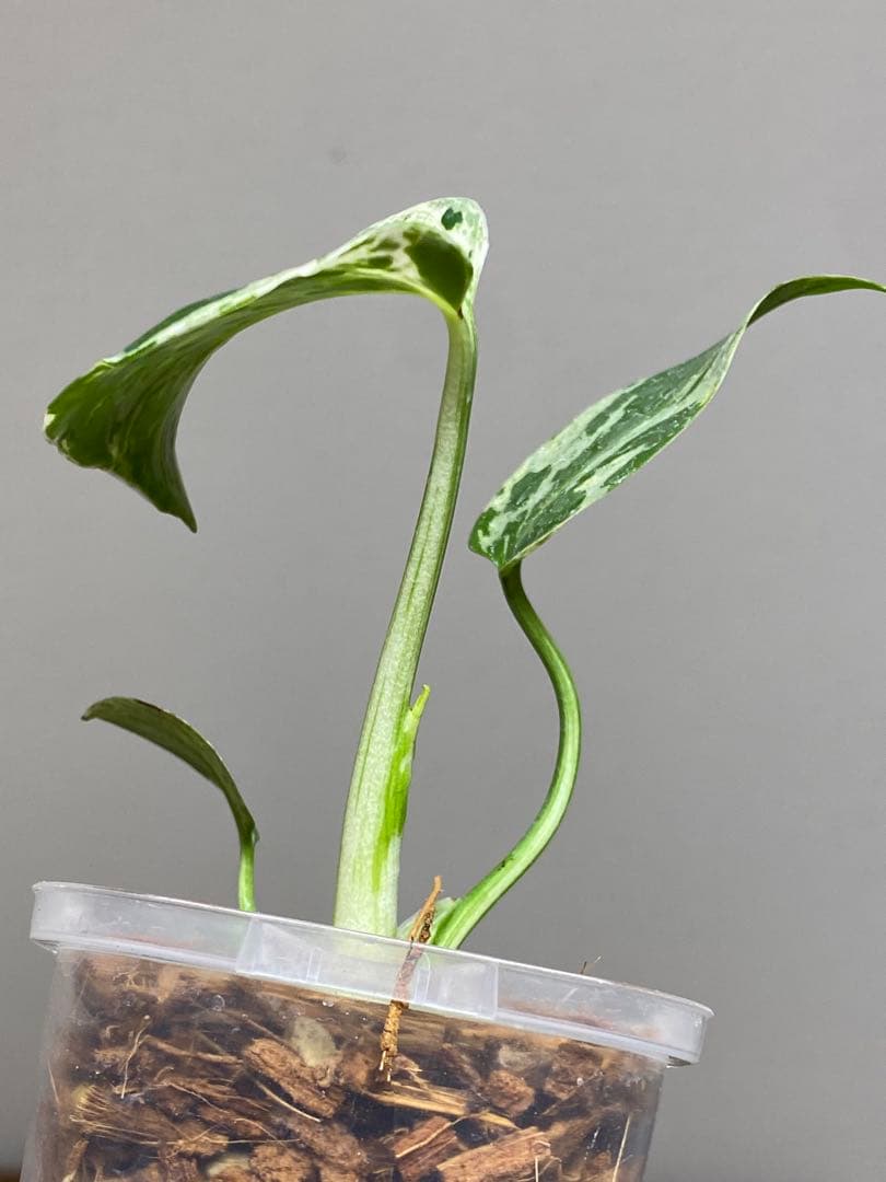 ご*ん様 【全葉斑入り‼️】モンステラ　デリシオーサ　バルバソー　フシギダネ/