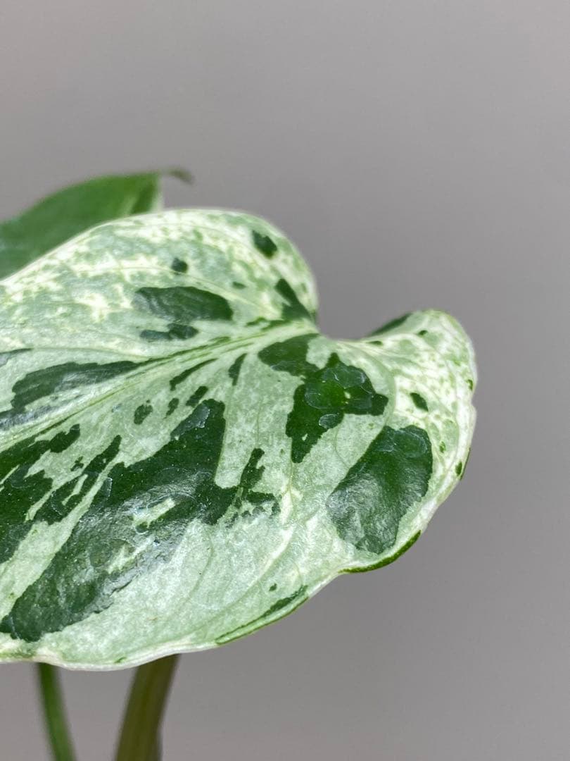 ご*ん様 【全葉斑入り‼️】モンステラ　デリシオーサ　バルバソー　フシギダネ/