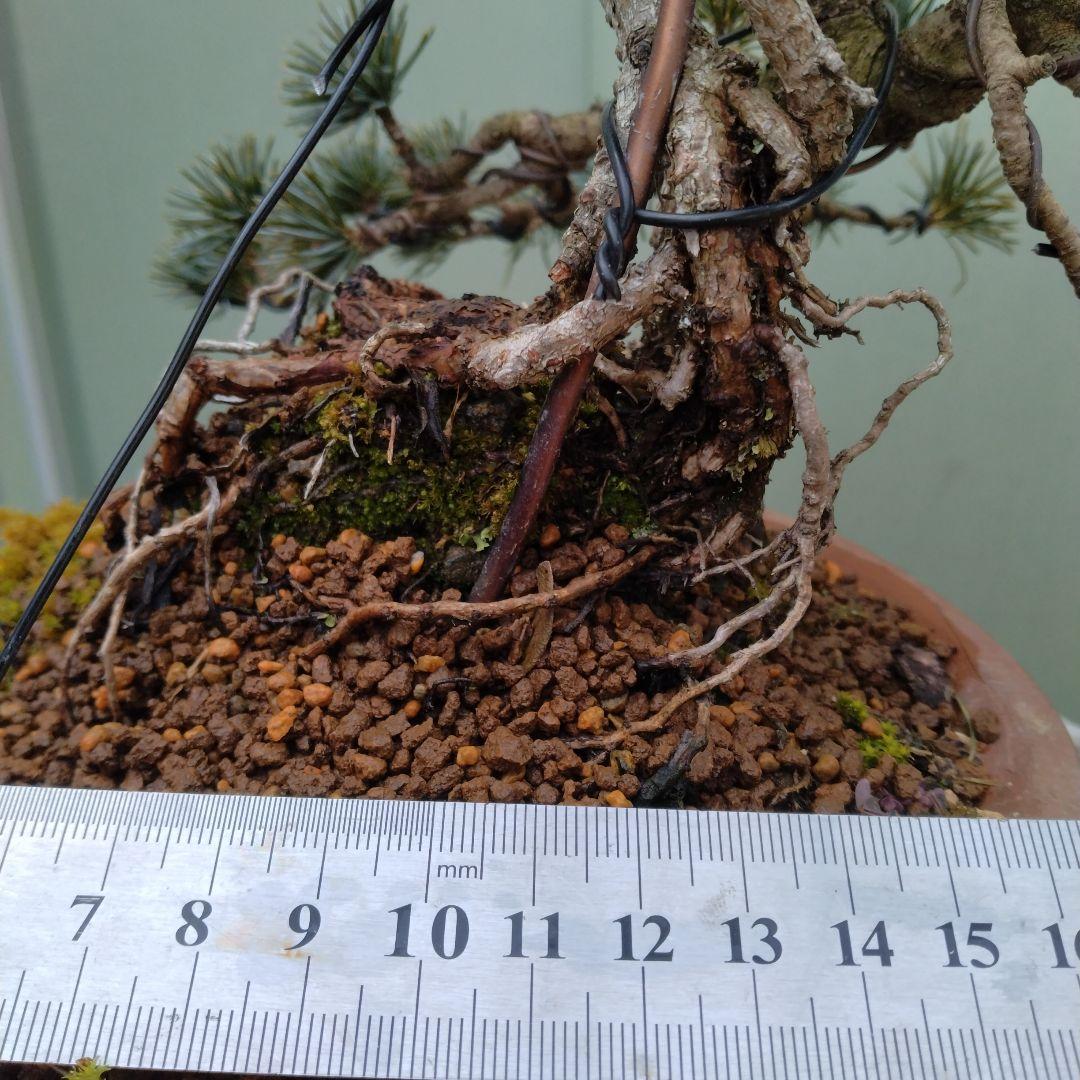 五葉松、宝来（ホウライ）