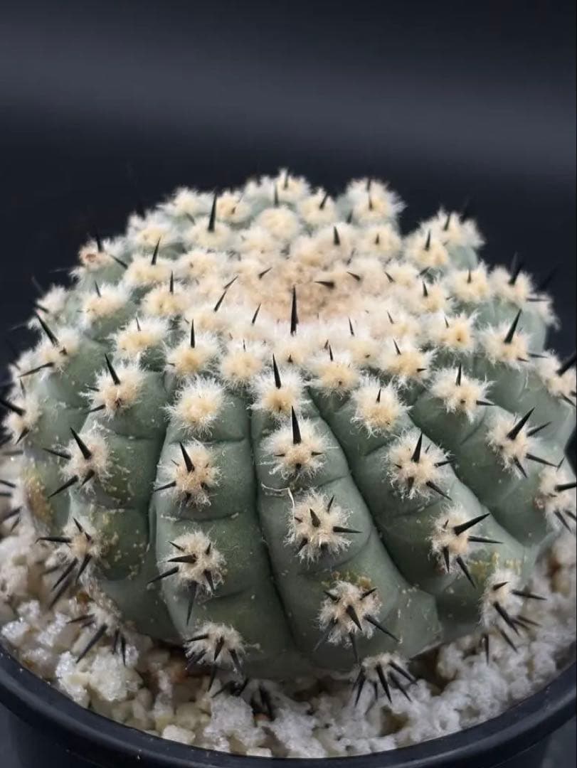 短刺　黒王丸　コピアポア　台付