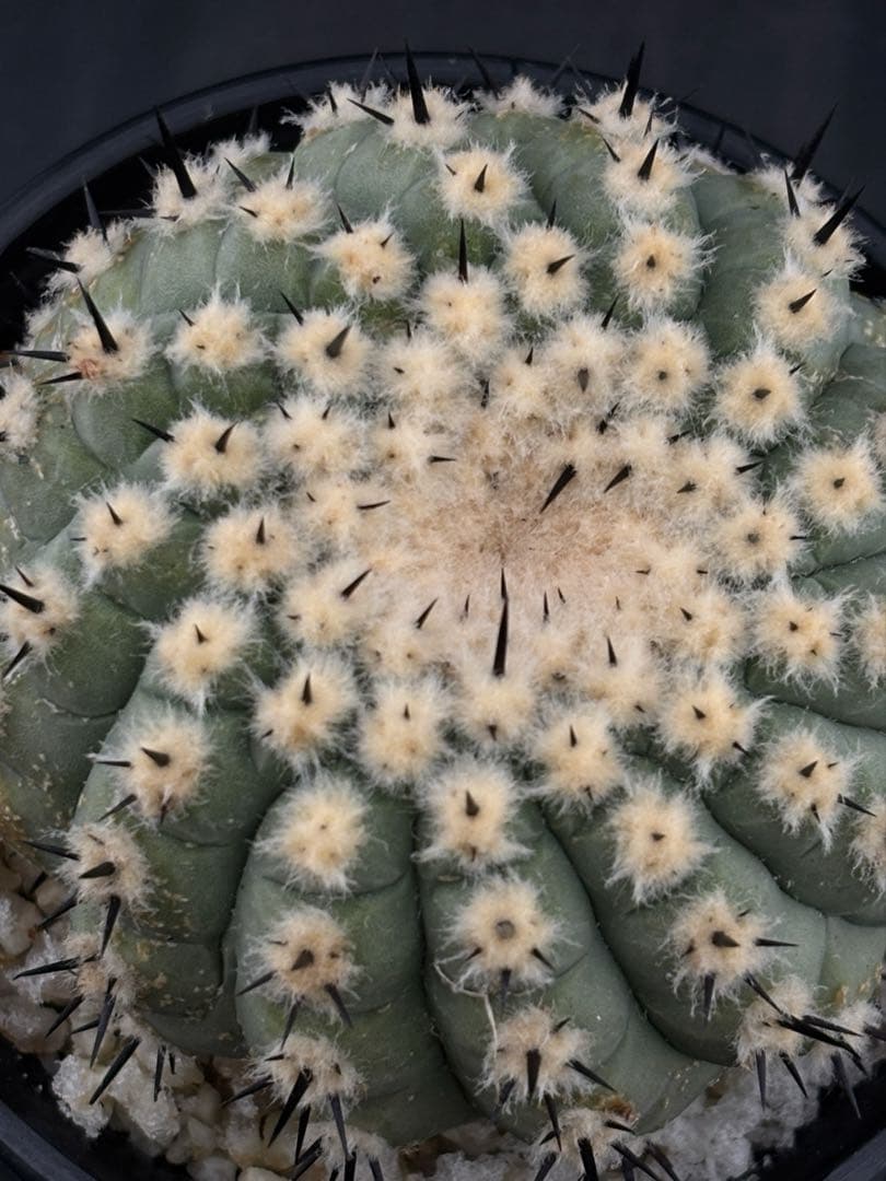 短刺　黒王丸　コピアポア　台付