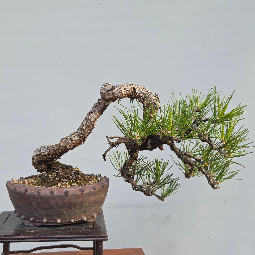 黒松　[半懸崖]　中品盆栽