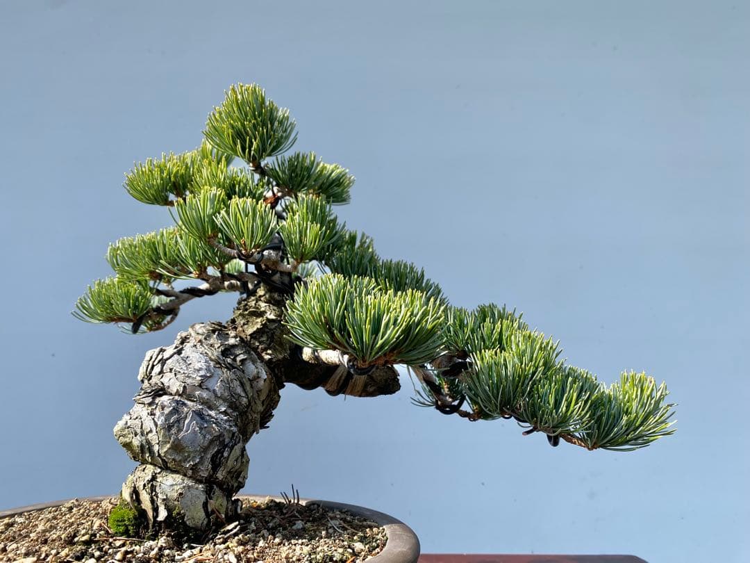 白木盆栽園　宮島五葉松　樹高25センチ　盆栽黒松赤松五葉松真柏雑木趣味観葉植物